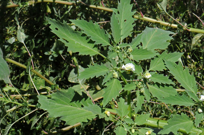 Sharpleaf Groundcherry is so named because of the leaves that are sharply toothed or indented (dentate). The leaves are large and may grow up to 4 or 5 inches. Physalis acutifolia 